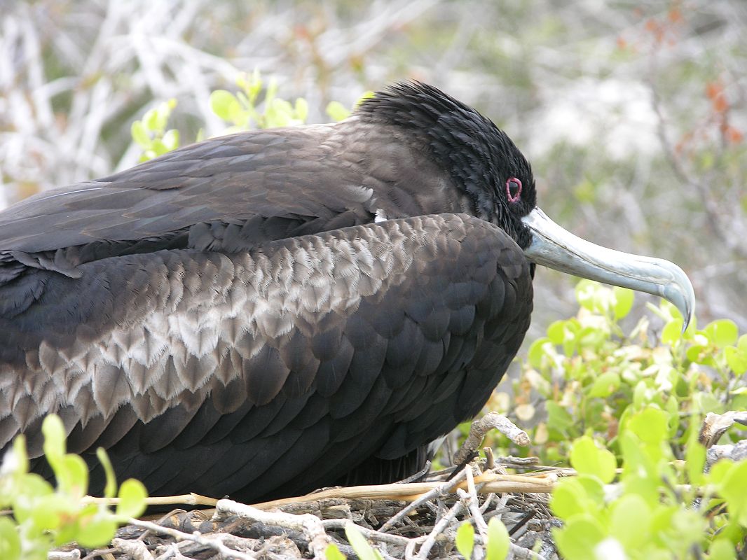 Galapagos 2-1-15 North Seymour Female Great Frigatebird